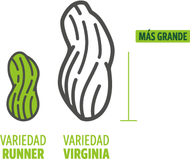 Maní tostado con cáscara Virginia