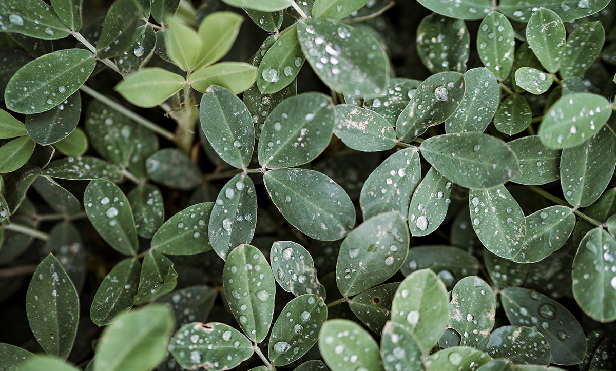 Genética y bioenergía